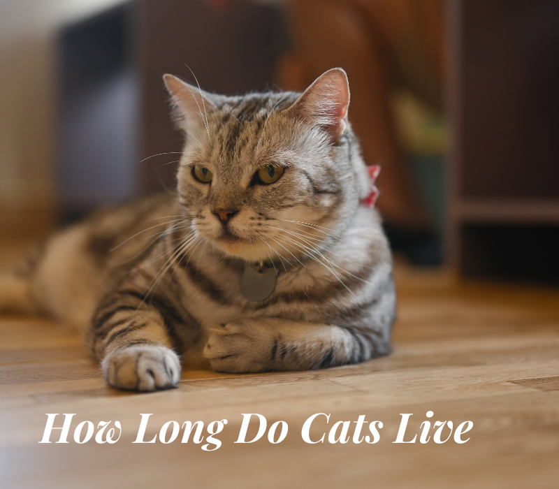 How Long Do Cats Live