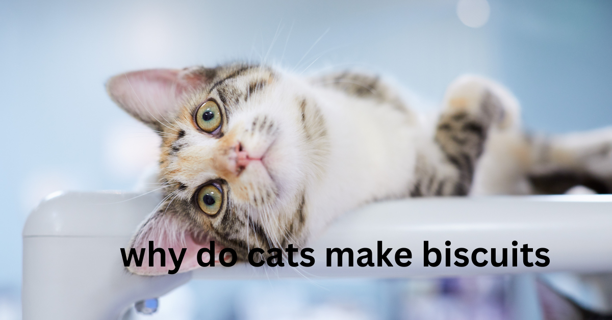 why do cats make biscuits