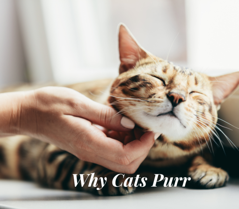 Why Cats Purr