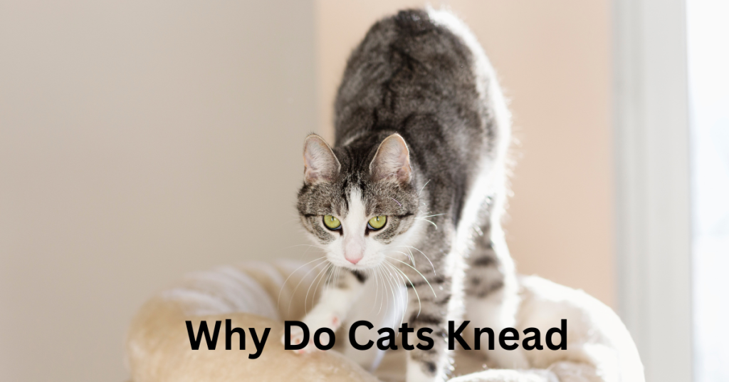 Why Do Cats Knead