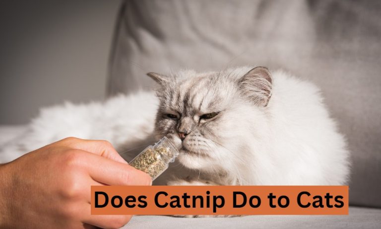 Does Catnip Do to Cats